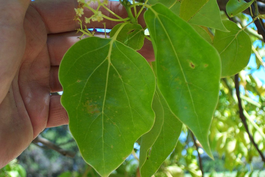 Cinnamomum camphora (Canfora)