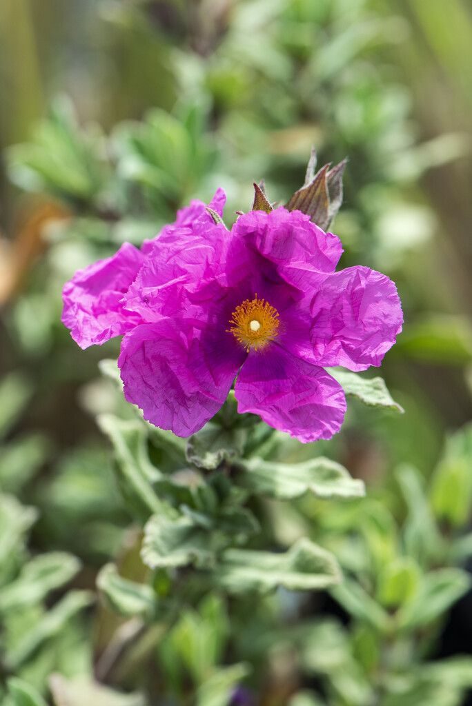 Cistus pulverulentus (Cisto)