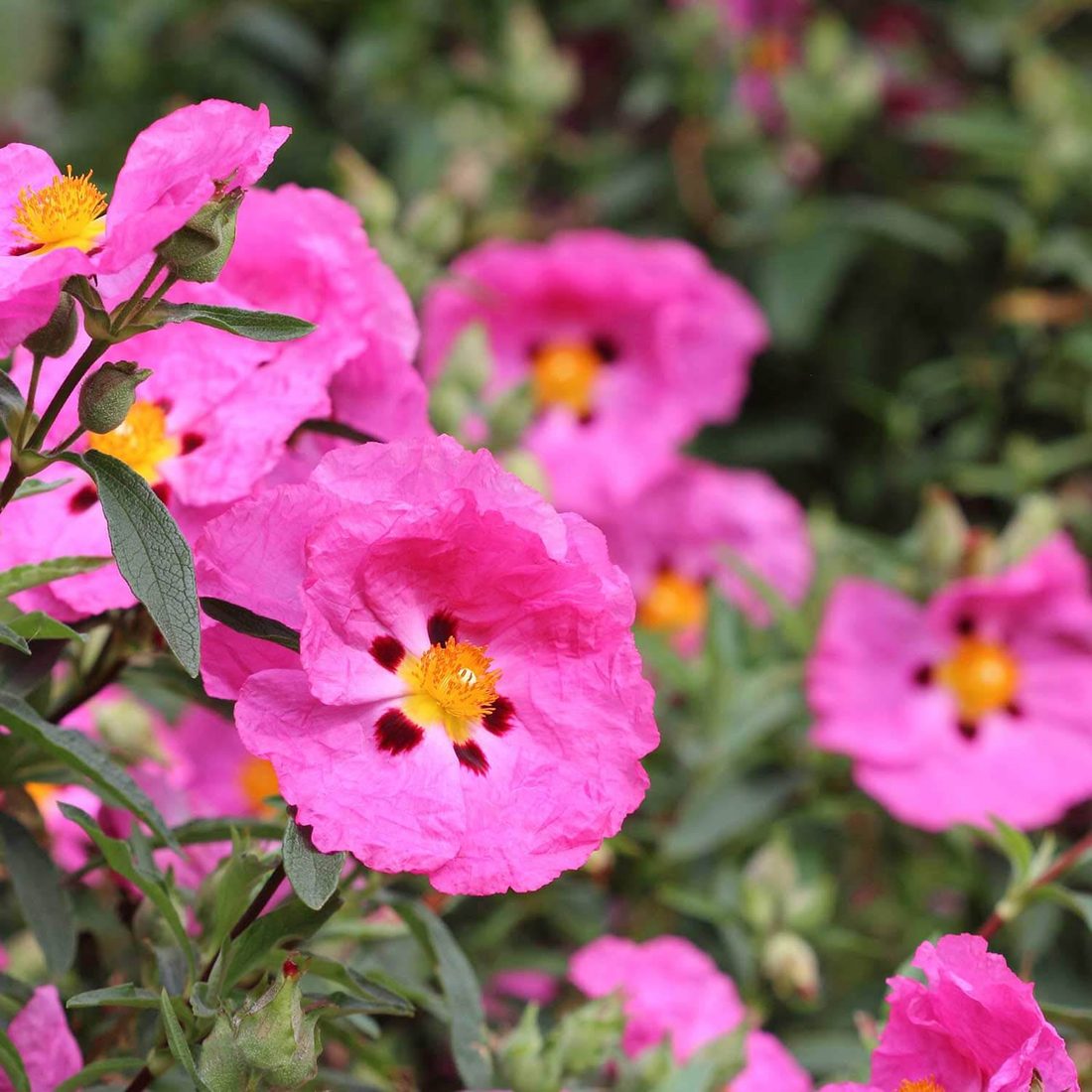 Cistus purpureus