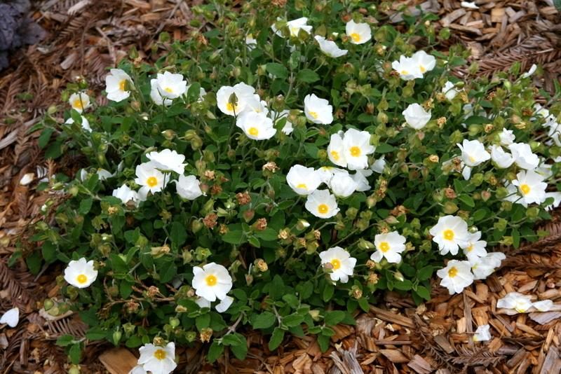 Cistus salvifolius