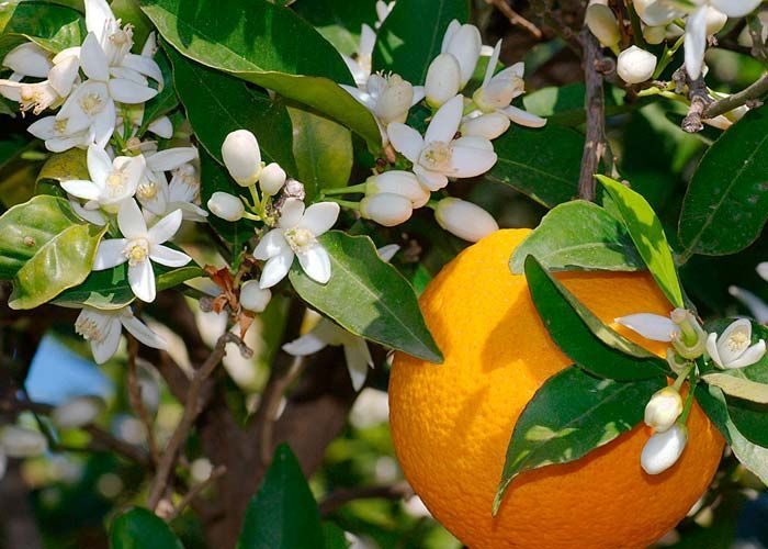 Citrus aurantium (Chinotto)