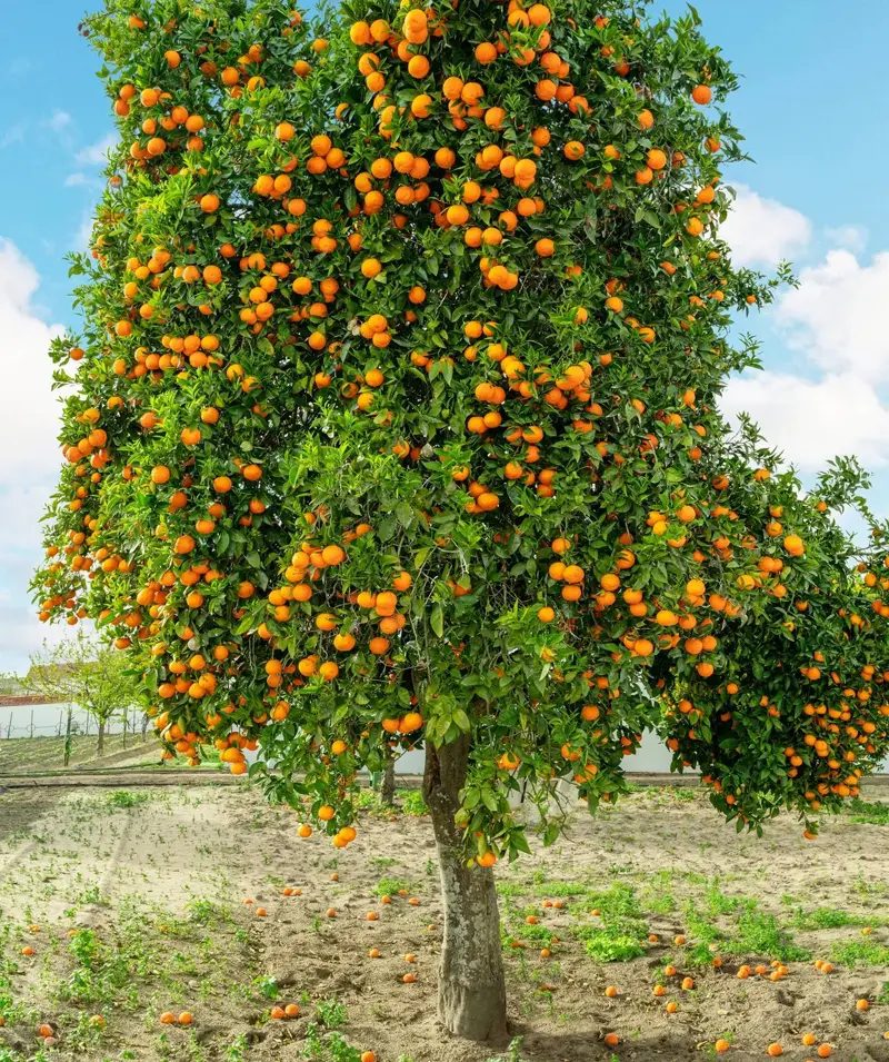 Citrus bigaradia (Arancio Amaro)