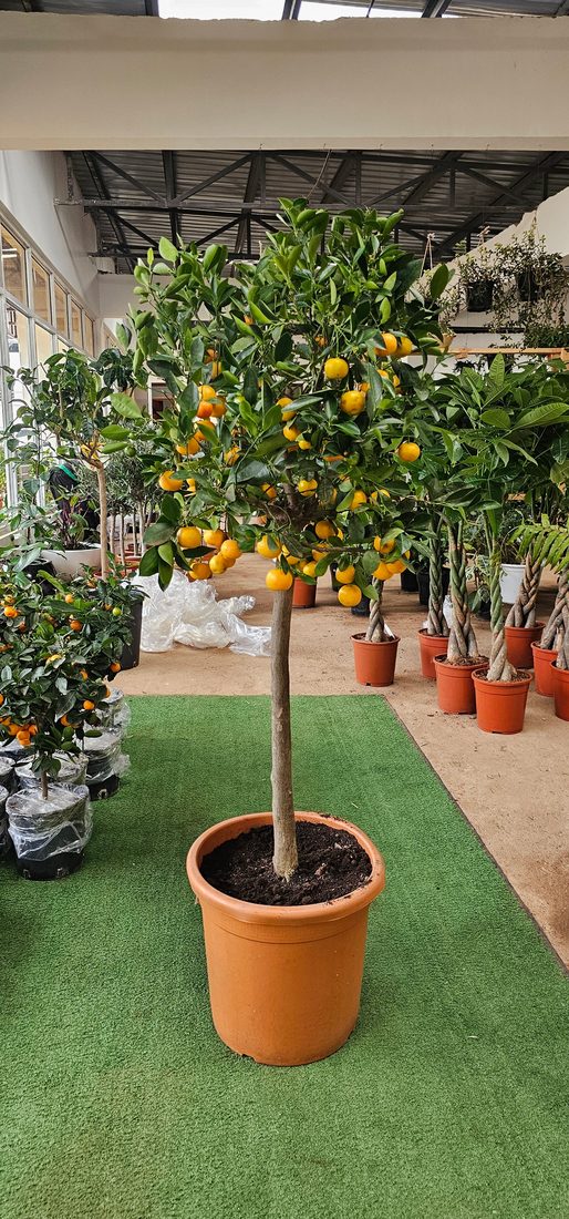 Citrus citrofortunella (Calamondino)