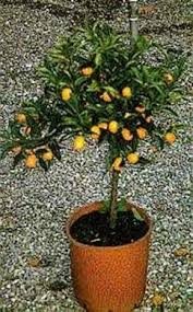 Citrus fortunella margarita (Kum Quat)