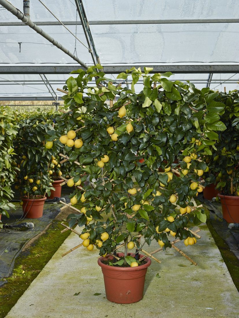 Citrus limon (Limone)