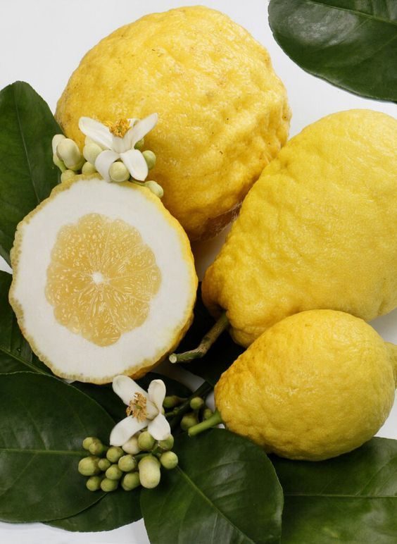 Citrus medica (Cedro)