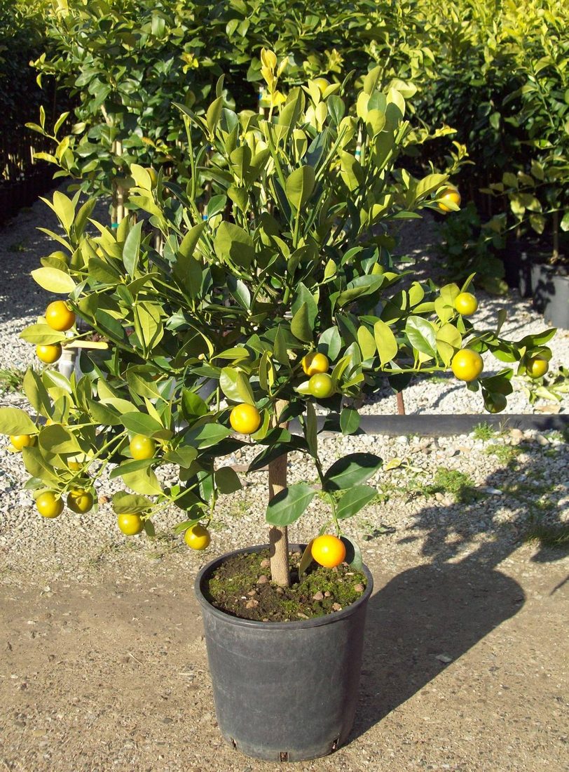 Citrus nobilis (Mandarino)