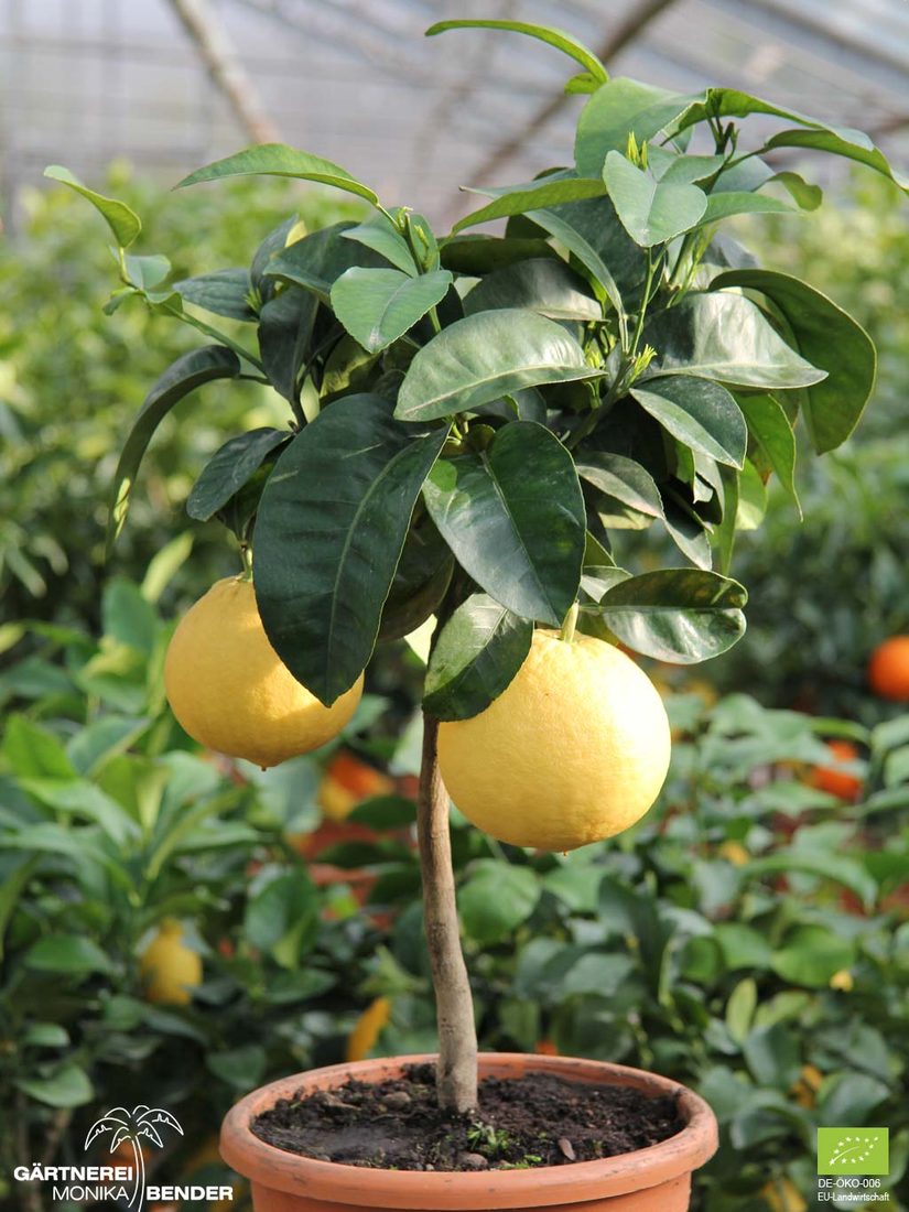 Citrus paradisi (Pompelmo)