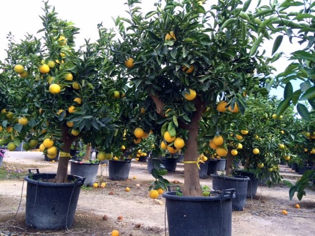 Citrus sinensis (Arancio)
