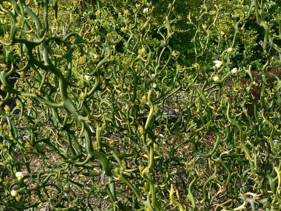 Citrus triptera