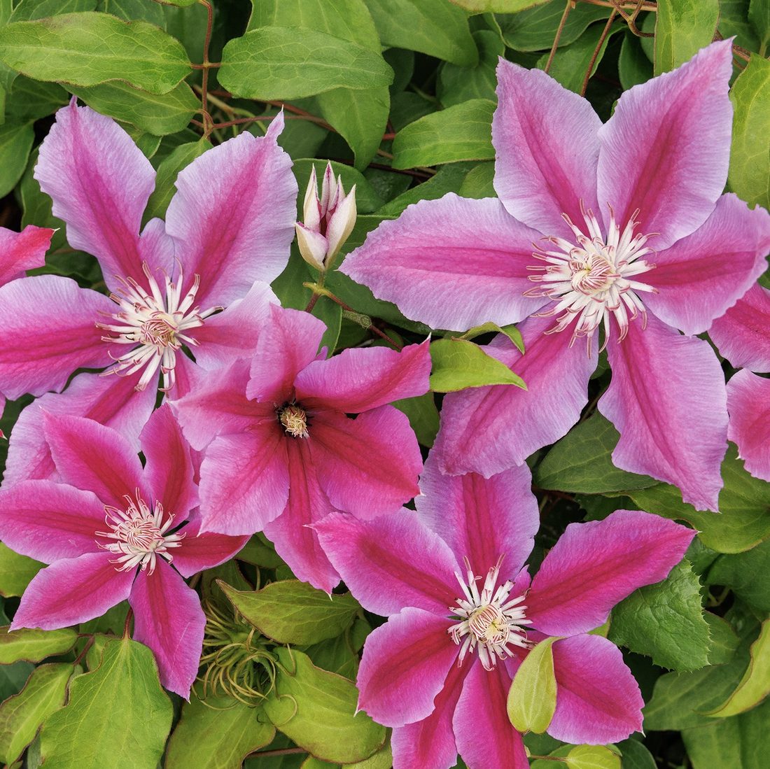 Clematis (varieta' assortite)