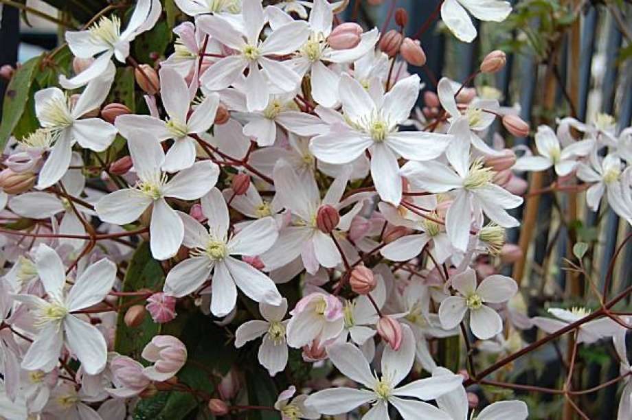 Clematis armandii (Clematide)