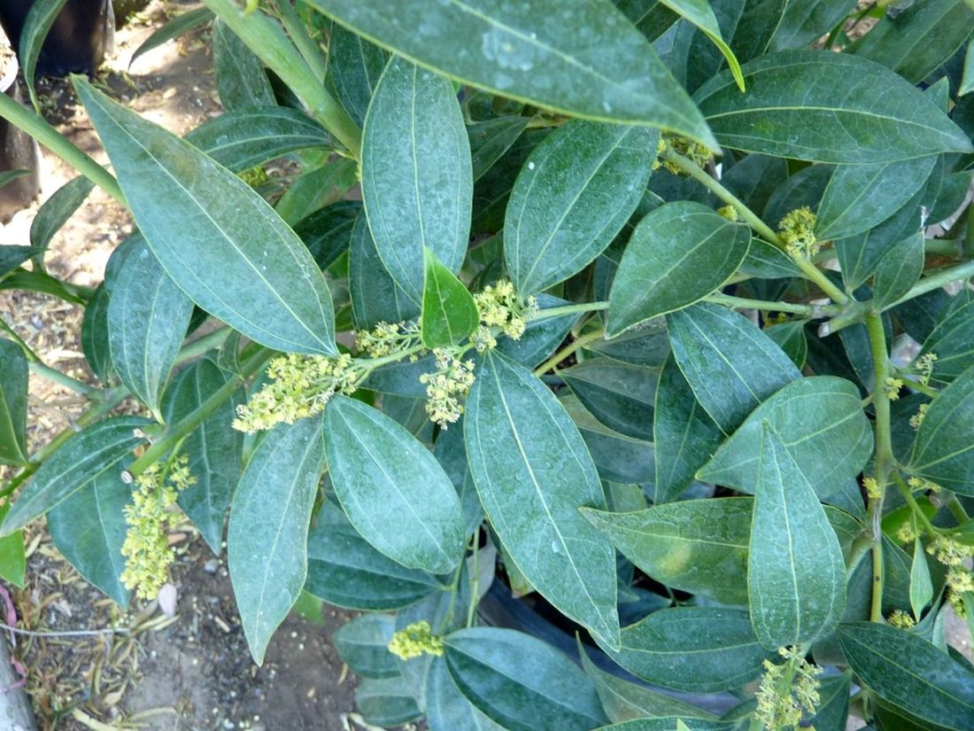Cocculus laurifolius