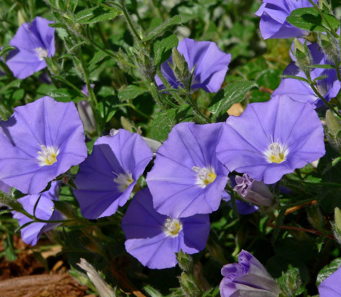 Convolvulus mauritanicus