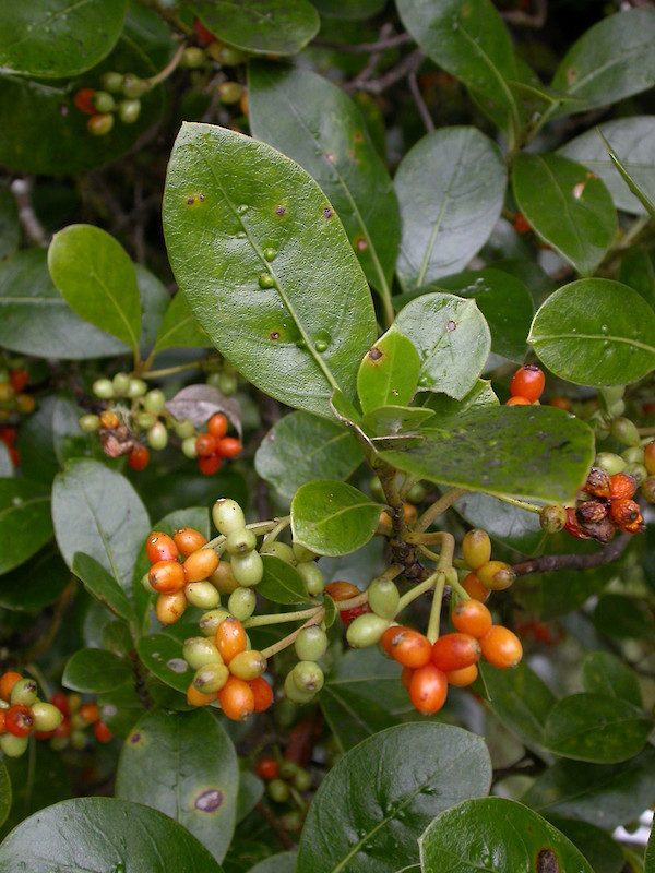 Coprosma lucida