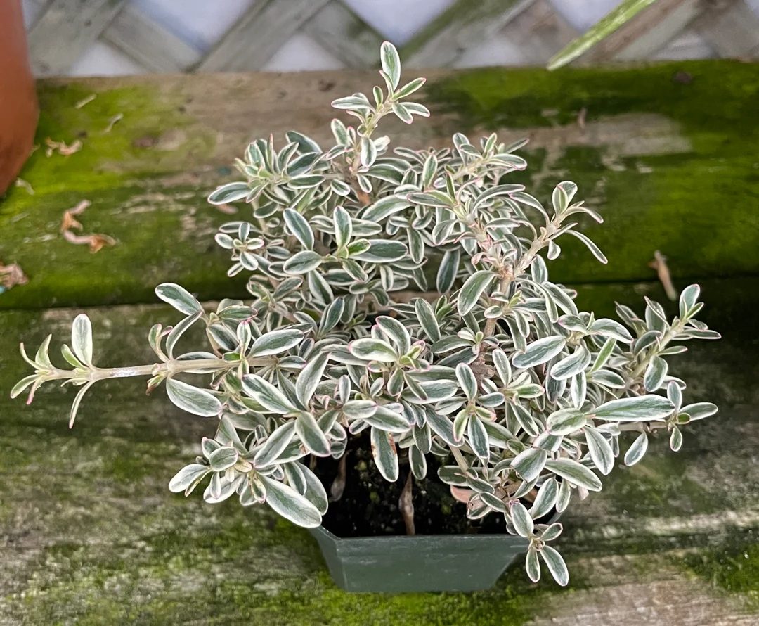 Coprosma repens variergata