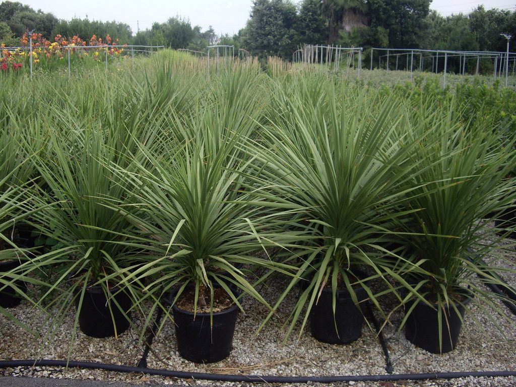 Cordyline indivisa