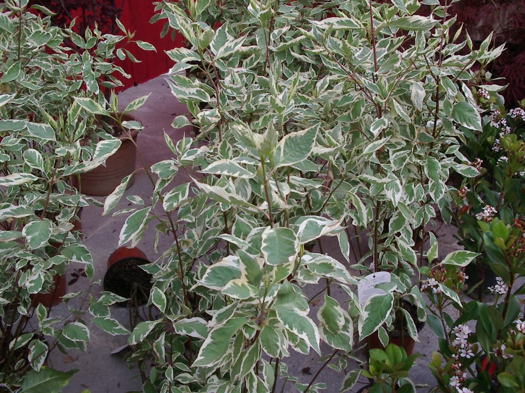 Cornus alba elegantissima (Corniolo)