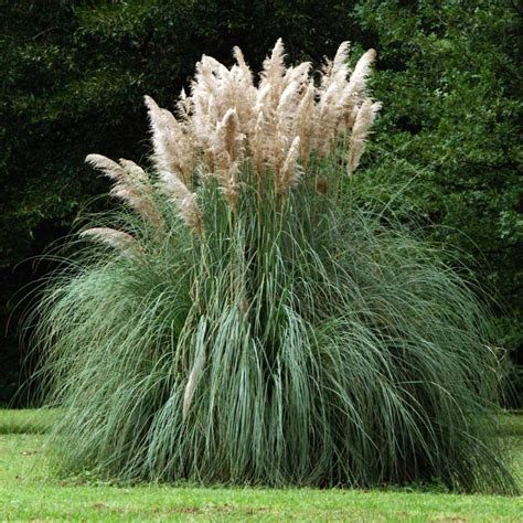 Cortaderia selloana (Erba Della Pampa)