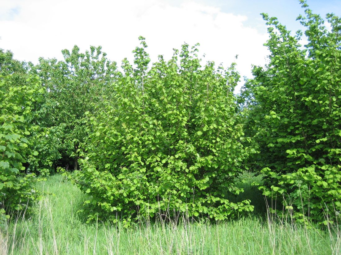 Corylus avellana (Nocciolo)
