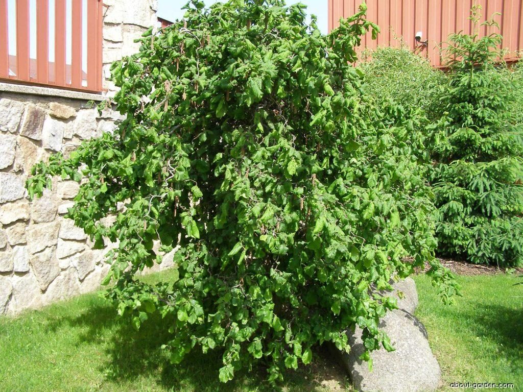 Corylus avellana contorta (Nocciolo Contorto)
