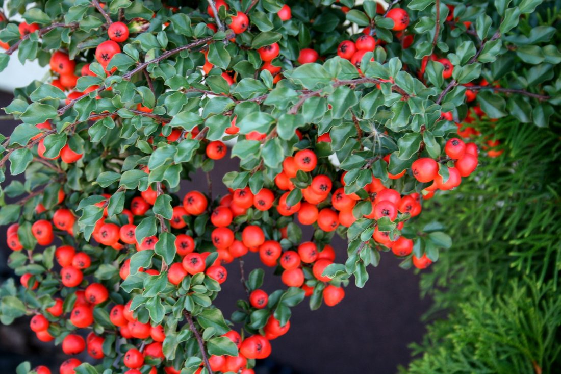 Cotoneaster coral beauty