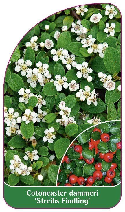 Cotoneaster damneri streibs findl