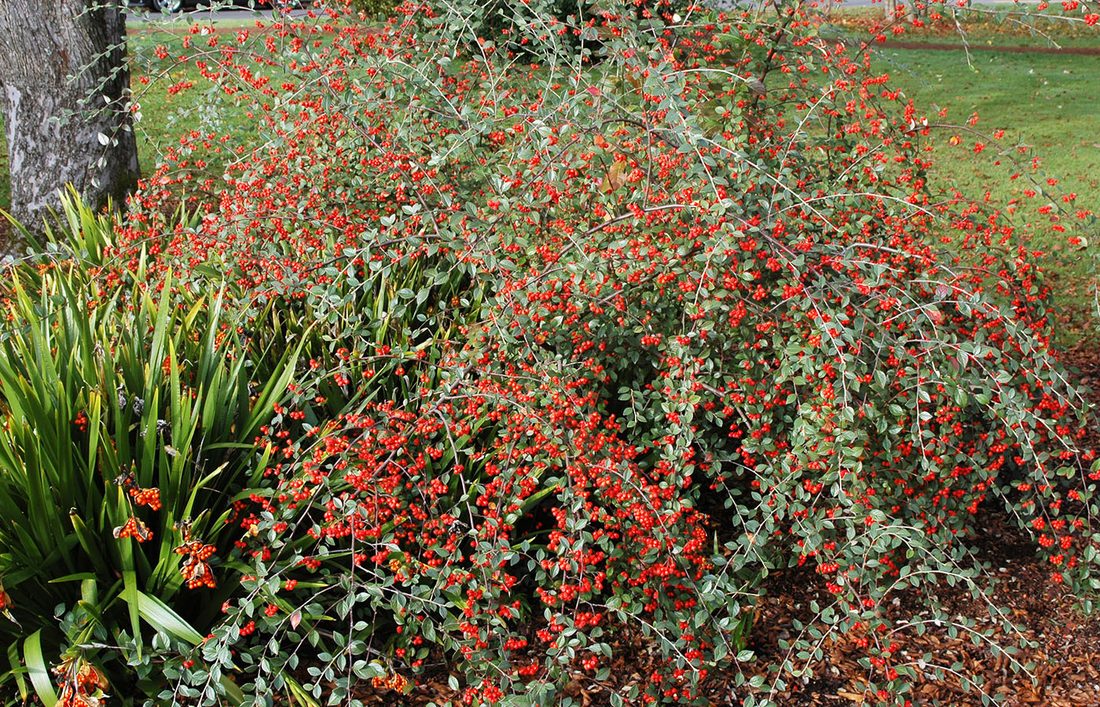 Cotoneaster franchetti