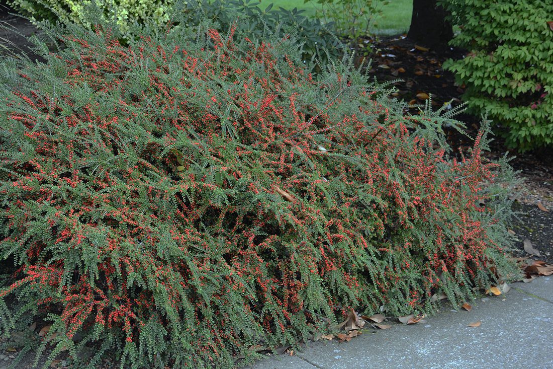 Cotoneaster horizontalis