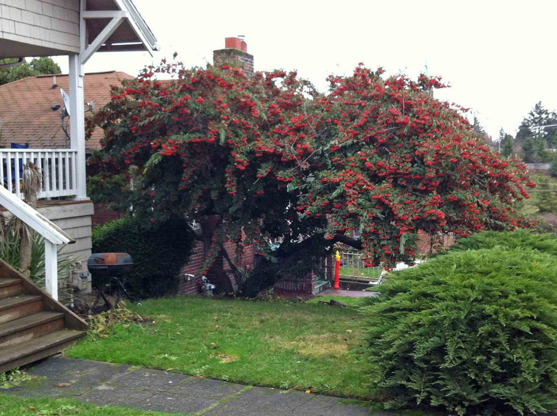 Cotoneaster lacteus