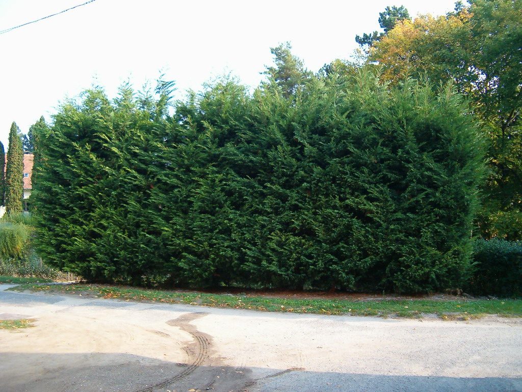 Cupressocyparis leylandii (Leylandii)