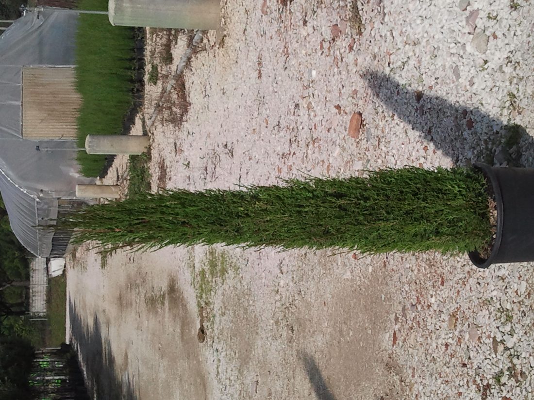 Cupressus sempervirens pyramidalis (Cipresso)