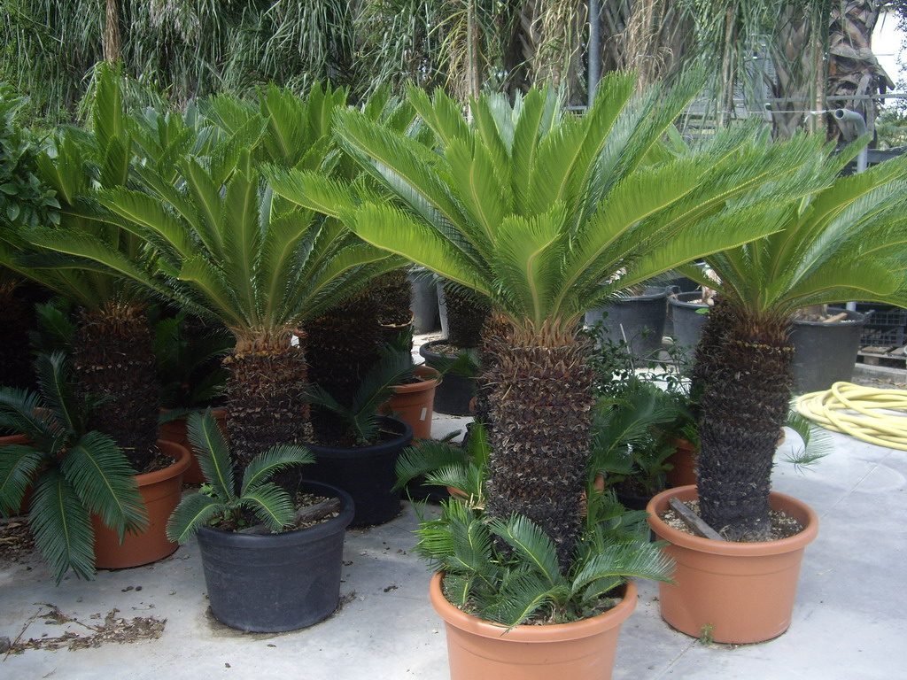 Cycas revoluta (Cicas)