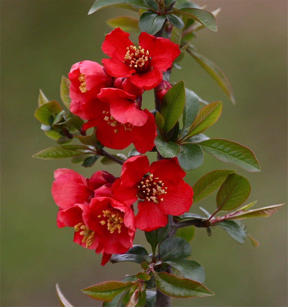 Cydonia japonica (Cotogno)