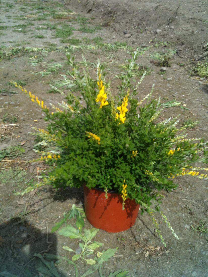 Cytisus racemosus