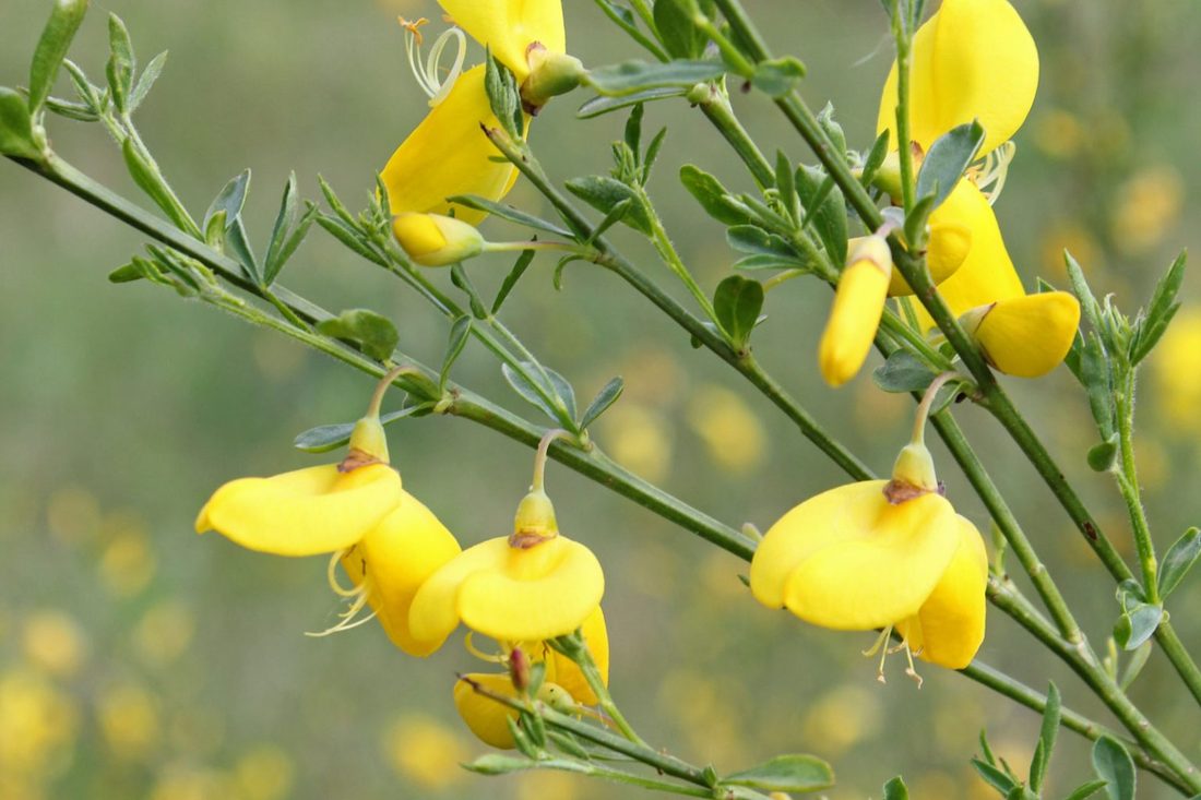 Cytisus scoparius (Ginestra Dei Carbonai)