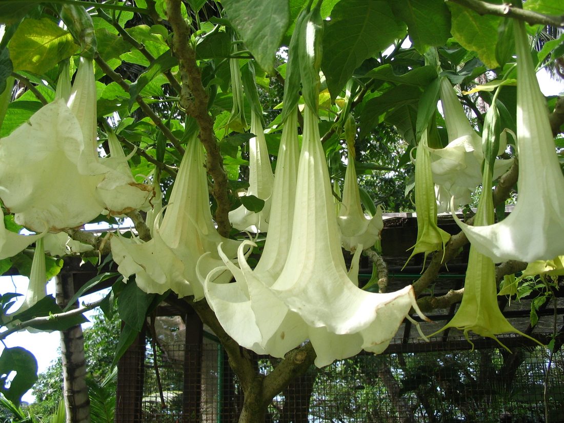 Datura arborea