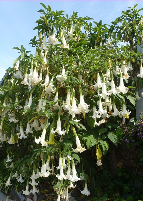 Datura Brugmansia arborea