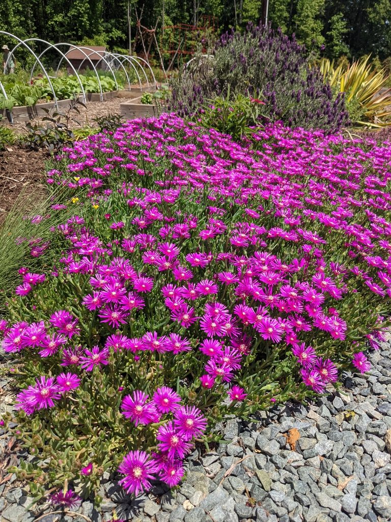 Delosperma cooperi