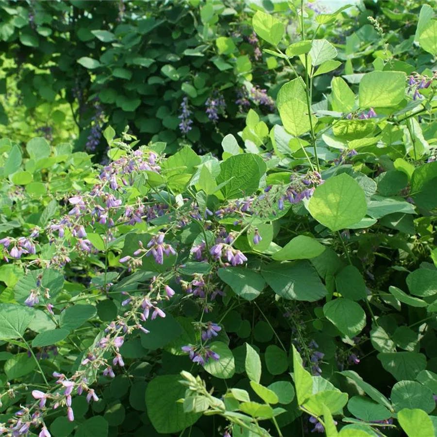 Desmodium elegance