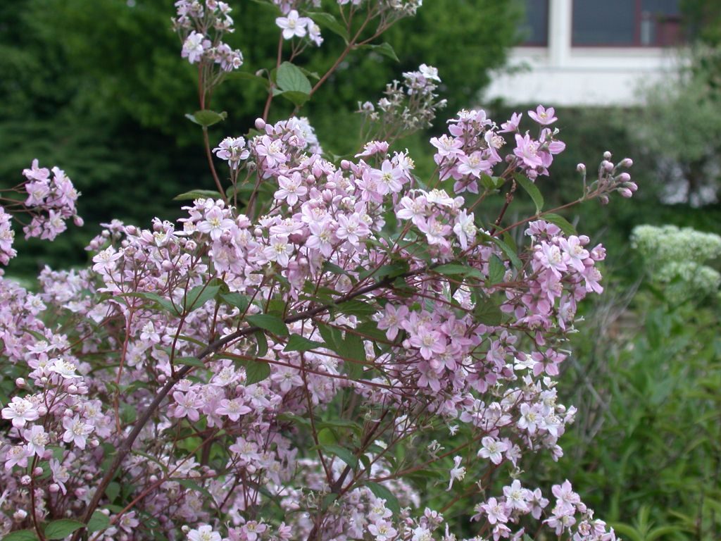 Deutzia rosea