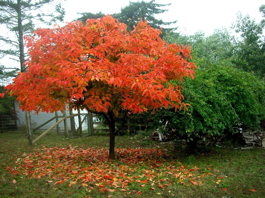 Diospyros kaki (caco o loto)