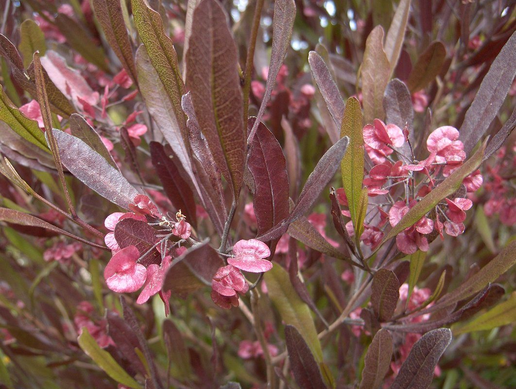 Dodonea viscosa purpurea