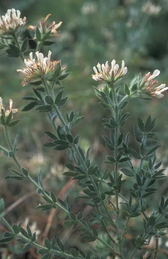 Dorycnium hirsutum