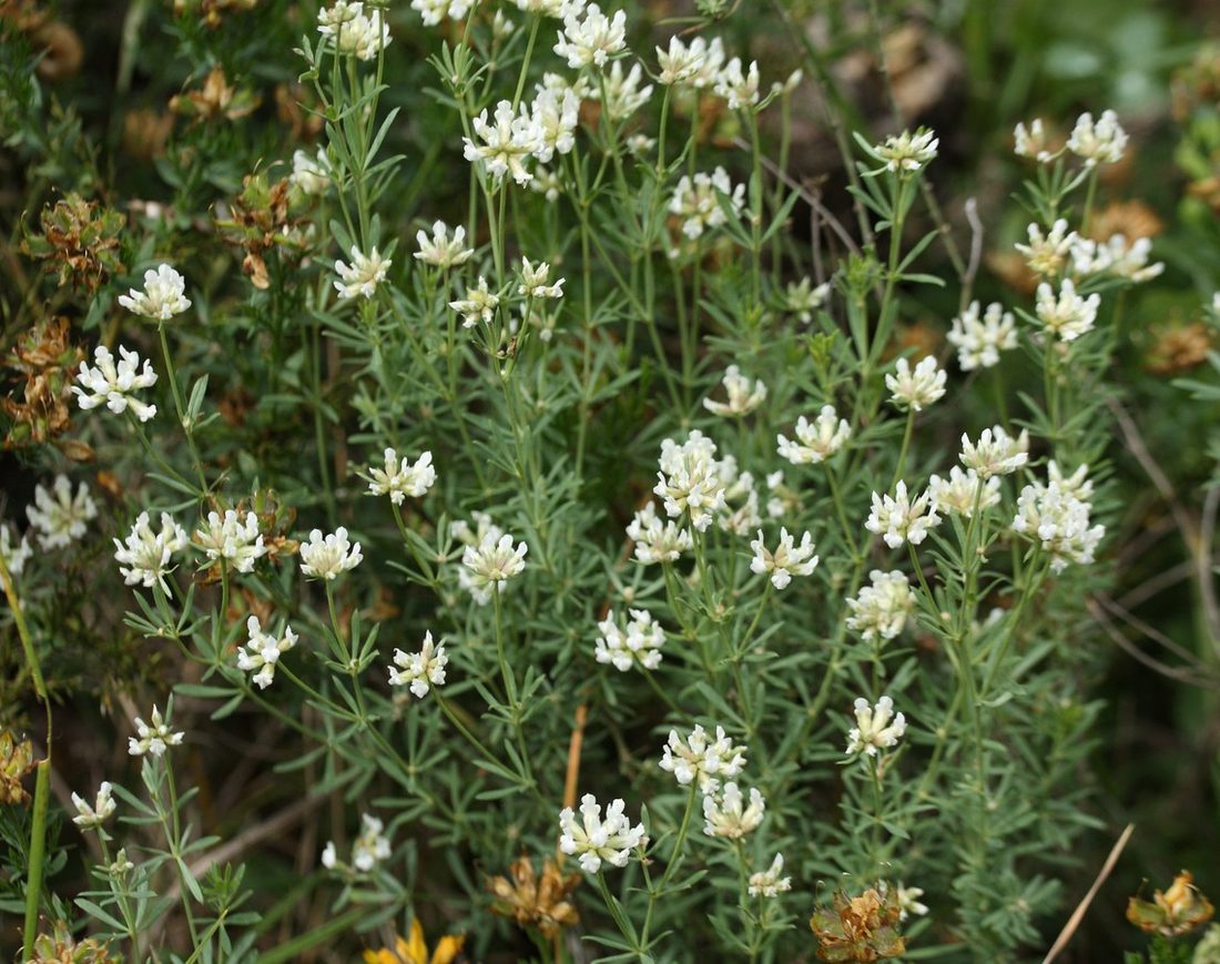 Dorycnium pentaphyllus