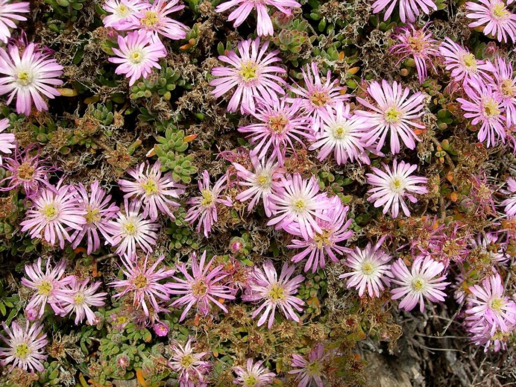 Drosantemum roseus