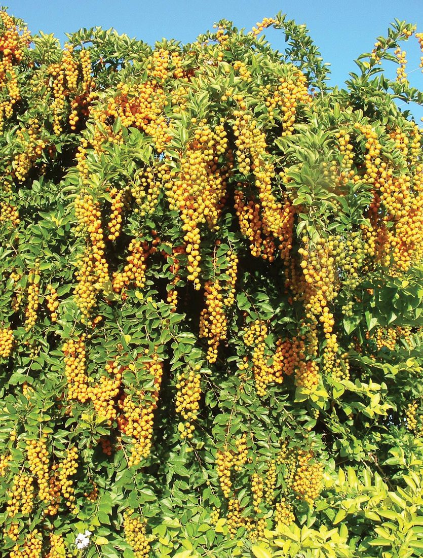 Duranta ellisia variegata