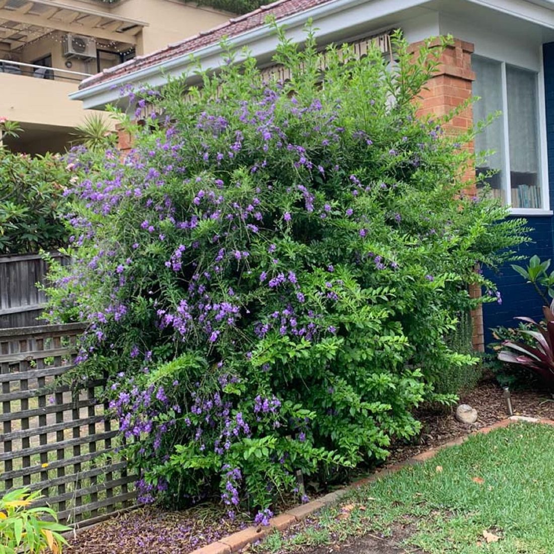 Duranta erecta