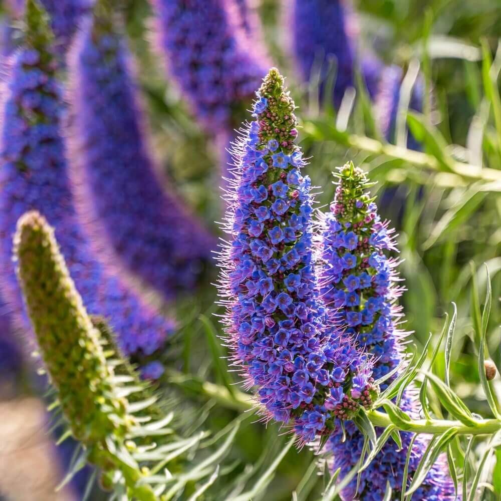 Echium fastuoso