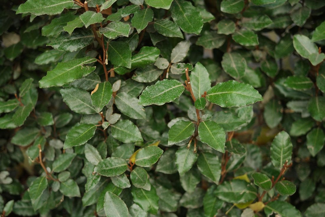 Eleagnus ebbingeii